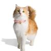 Velvet Breakaway Cat Collar