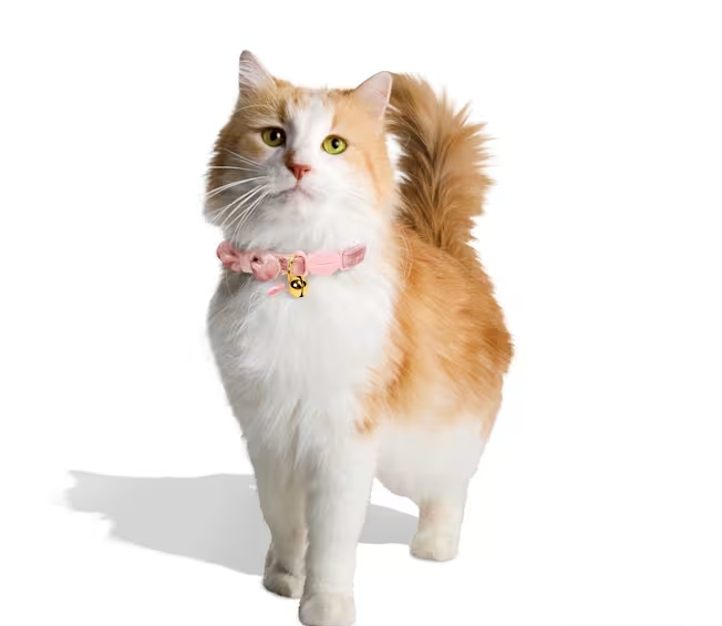 Velvet Breakaway Cat Collar