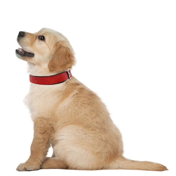 136ac852-5800-4486-ae24-5a82fcde7b57.e1580b5167d76f72193276faec6e9904 Downtown Pet Supply Dog Collar | Medium