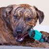 89ae9550-55f5-482e-b9e0-7d0fe40f450d.9ce7d40d159b1ceef04786f7a47dc3ee Aelflane Indestructible Dog Toy for Aggressive Chewers